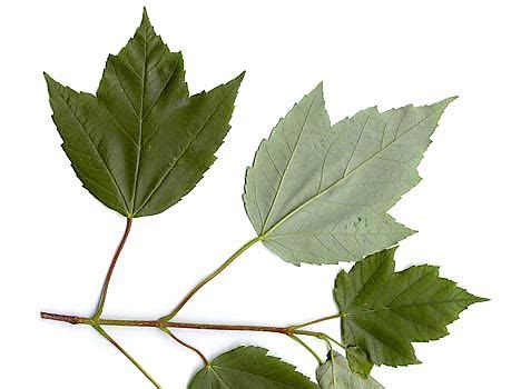 three green leaves on a white background