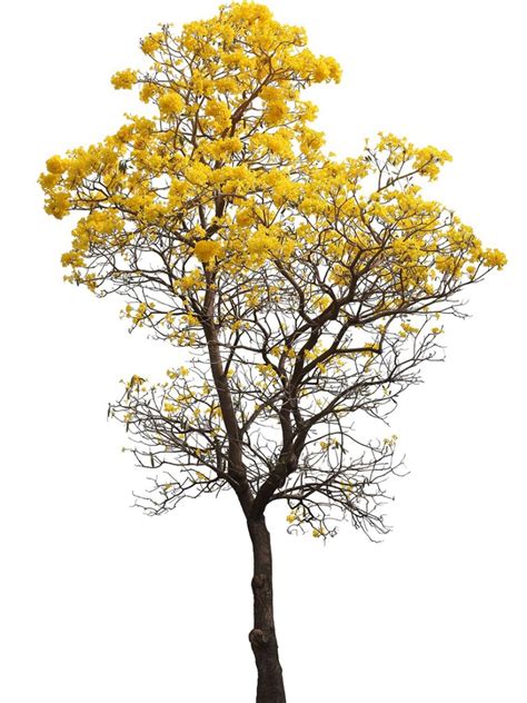 What Is A Tabebuia Tree - Information On Growing Tabebuia Trumpet Trees