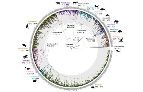 New Insights Into the Timeline of Mammal Evolution With Precisely Dated ...