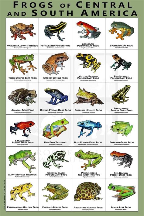 Frogs of Central and South America Art Print / Field Guide - Etsy ...