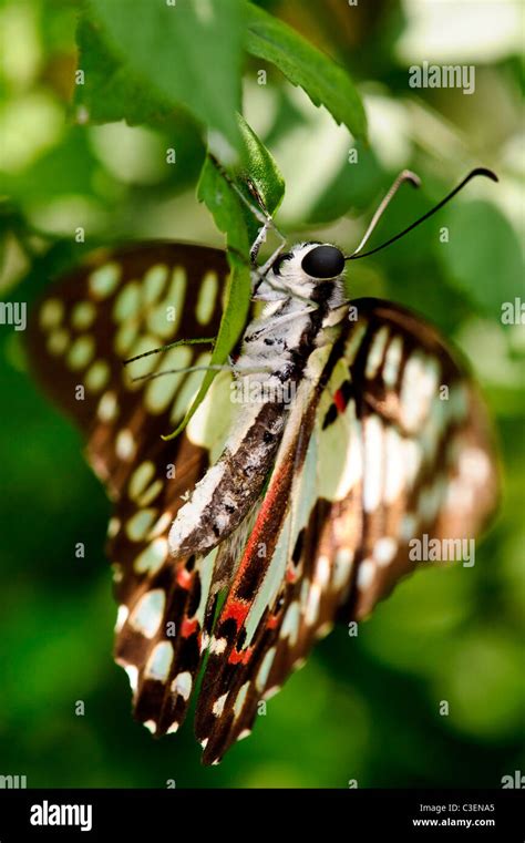 Tailed Jay Butterfly Stock Photo - Alamy