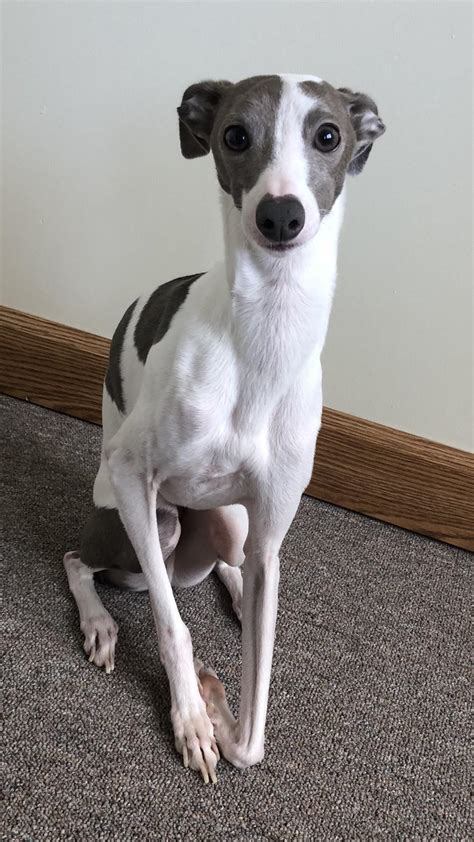 This is my Italian greyhound Mike! : r/aww