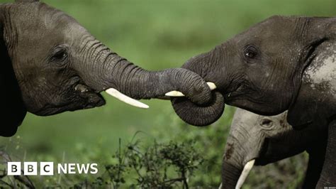 Elephant poaching hotspots identified - BBC News