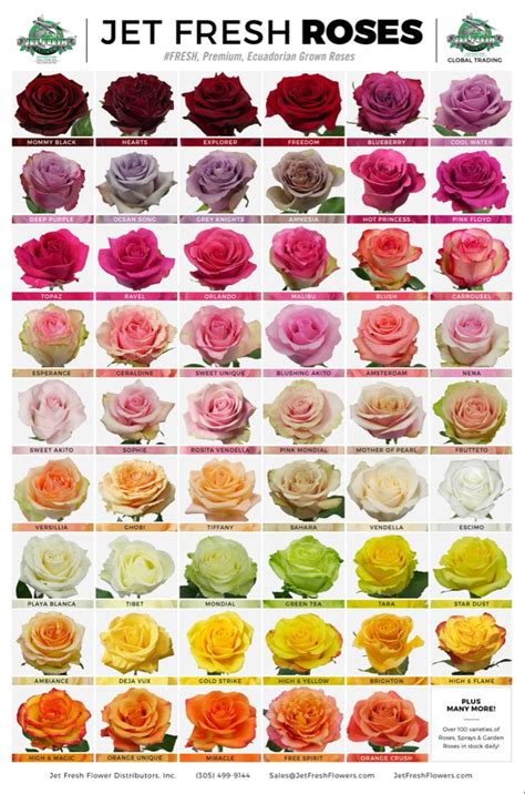 Ecuadorian Rose Varieties | Rose varieties, Rose color meanings, Types of roses