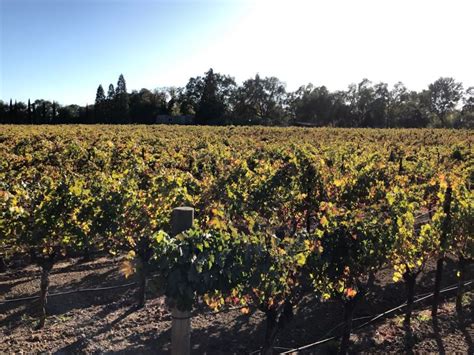 Our 2018 Napa Valley Cabernet Sauvignon | Neyers Vineyards