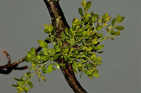 Kentucky Native Plant and Wildlife: Plant of the Week: Mistletoe, Phoradendron serotinum