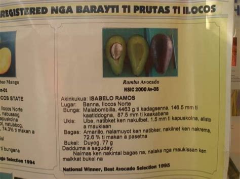 Avocado "Rambu"... - Philippine Avocado Growers Association