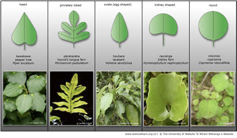 Leaf shape — Science Learning Hub