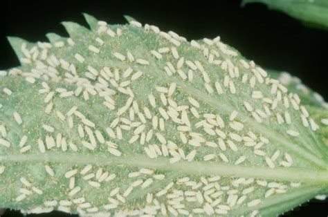 Pesticide-Resistant Whitefly Promises To Devastate Many US Crops