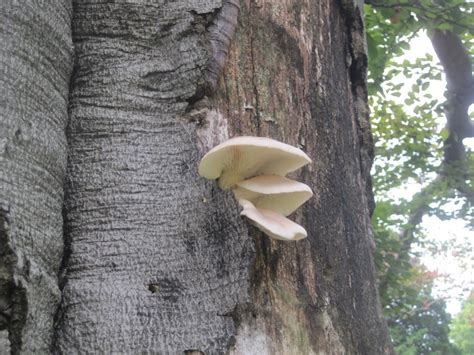 Annual or Perennial | Wood Decay Fungi of Living Trees