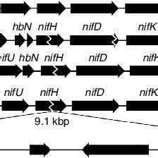 | Nitrogenase gene organization. The nif operon and surrounding genes ...