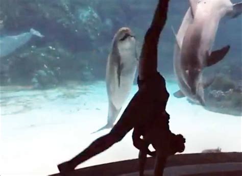 Girl Makes Dolphin Laugh | Dolphins, Laugh, Whale