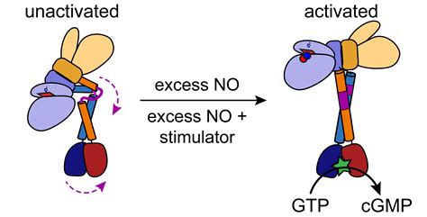 IJMS | Free Full-Text | Structural Perspectives on the Mechanism of Soluble Guanylate Cyclase ...