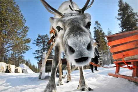 Levi: Lapland Reindeer Safari | GetYourGuide