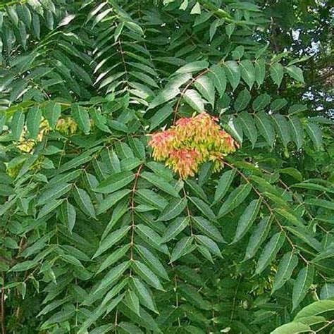 Buy Ailanthus Excelsa, Mahaneem - 1 kg Seeds online from Nurserylive at ...