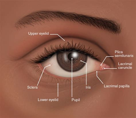 El ojo y las razas humanas - Clínica Oftalmológica Dr. Soler - Elche ...