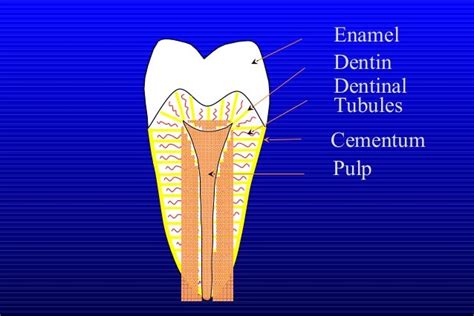 Verona Dental Presents Dental Anatomy By Jim Emms