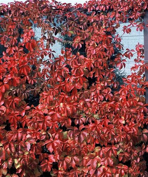 Parthenocissus quinquefolia 'Red Wall®' Red Wall® Virginia Creeper from Prides Corner Farms