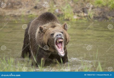 Grizzly Bear Growling Close Up, Head and Shoulders. Stock Photo - Image of looking, arms: 73823732