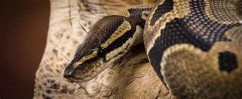 Ball Python - Lehigh Valley Zoo