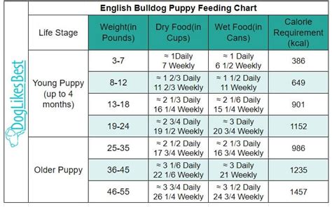 English Bulldog Feeding Chart – How Much to Feed? | DogLikesBest