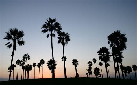 🔥 [48+] California Palm Trees Wallpapers | WallpaperSafari