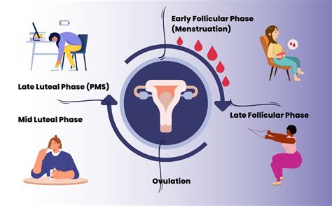 Understanding Your Menstrual Cycle: A Comprehensive Guide - Gynae Fit