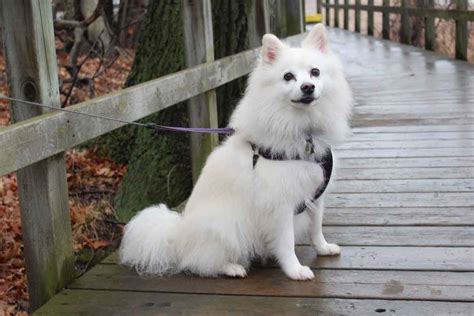 Japan-Spitz - Asiatische Spitze und verwandte Rassen - Japanische Hunde