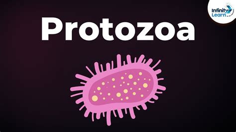 Introduction to Protozoa | Microorganisms | Biology | Don't Memorise - YouTube