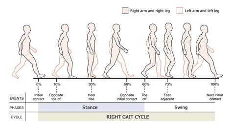 Amputee Gait Cycle