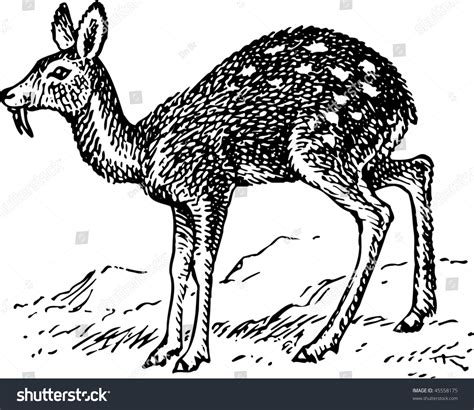 Musk Deer Stock Vector Illustration 45558175 : Shutterstock