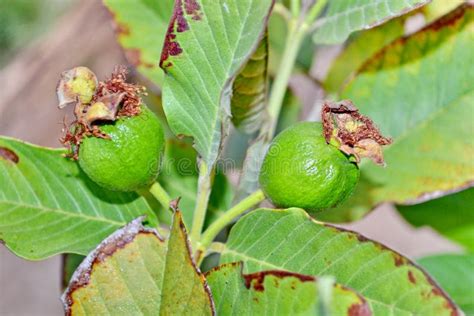 Goyave sur l'arbre photo stock. Image du fruit, personne - 67394760