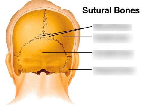 Sutural Bones Diagram | Quizlet