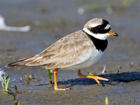 Common Ringed Plover - eBird in 2020 | Plover, Australia animals, Breeds