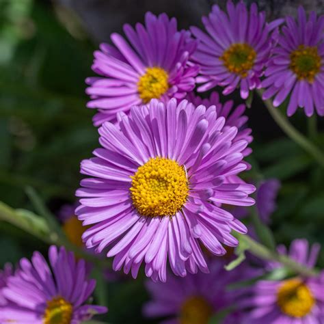 Cottage Farms Direct - Sun - 'Purple Dome' Aster - 50pc