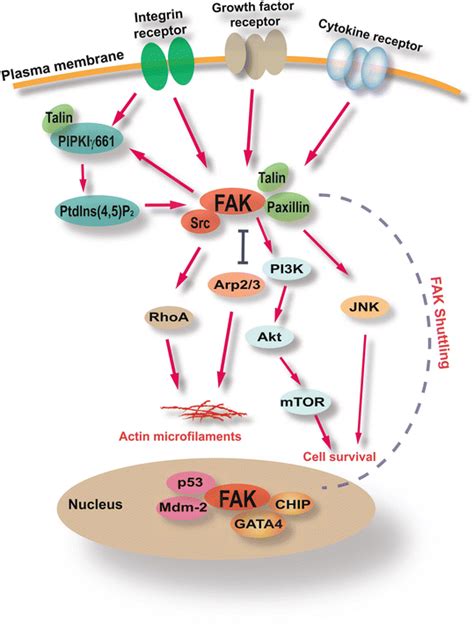 Tyrosine phosphorylation