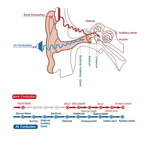 Exploring the Mechanics of Sound: How Sound Waves Interact with the ...