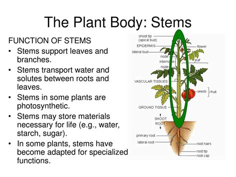 PPT - STEMS: FORM & FUNCTION PowerPoint Presentation, free download - ID:5428079