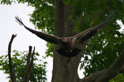 Concern For Bald Eagle Fledgling – Paul Gains Photography