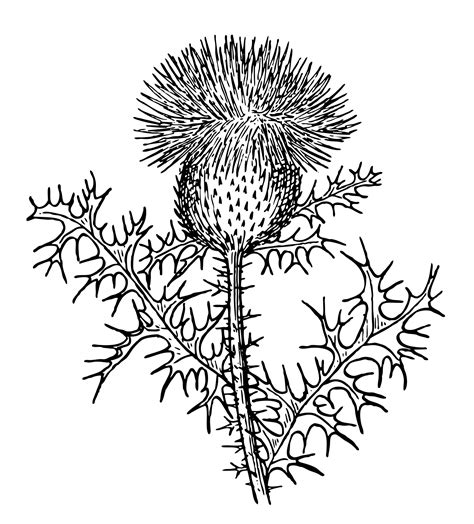 Thistle Clipart Illustration Free Stock Photo - Public Domain Pictures