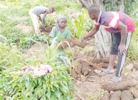 Why Taraba yam-producing communities are losing millions - Daily Trust