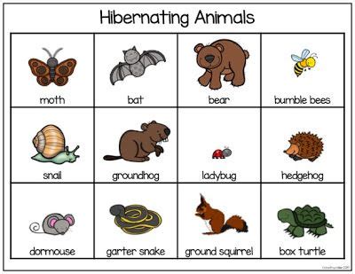 Books, Bears, and Bats: Teaching Resources for Hibernating Animals FREEBIE | Hibernating animals ...