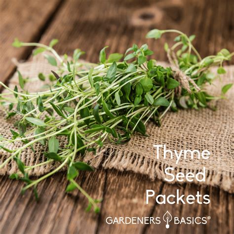 Thyme Seeds for Planting: Elevate Your Garden with This Versatile Herb – Gardeners Basics