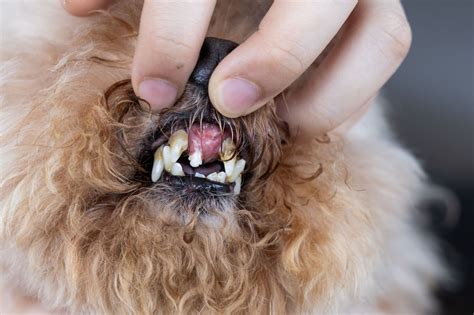 Dog Tooth Decay Stages And Dental Disease: How To Save Your Dog – PawSafe