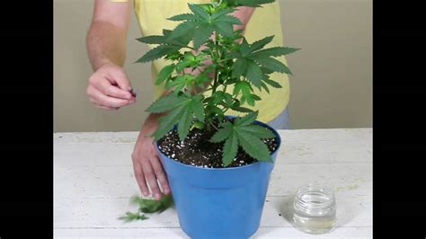 MARIJUANA PLANT PRUNING TECHNIQUE #1 - LOLLIPOPPING - YouTube