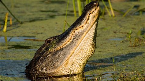 Enormous Alligator's Primal Mating Call Causes A Stir