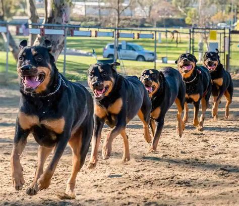 Rottweiler Training Tips You Should Definitely Try Out! - Rottweiler Life