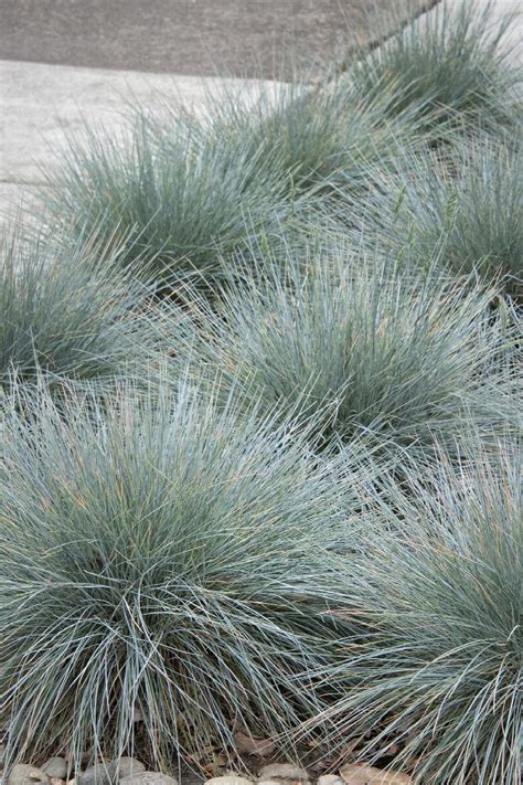 Elijah Blue Fescue, Festuca glauca 'Elijah Blue', Monrovia Plant