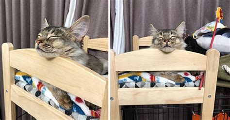 People Are Buying IKEA Doll Beds For Their Cats And It's Absolutely Adorable - Small Joys