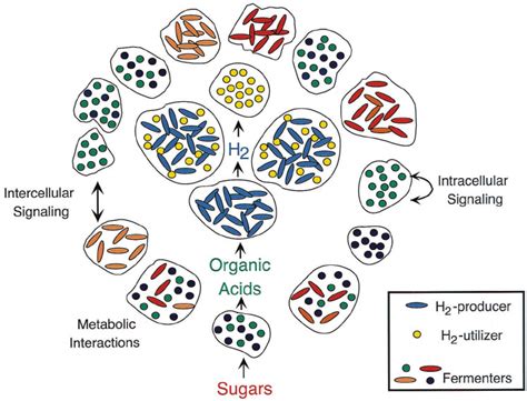 Diversity Of Both The Microbial Effectome And The Plant Target